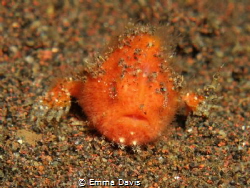 Juvenile Hairy Frog Fish by Emma Davis 